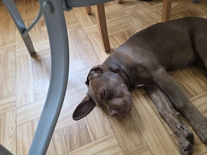 Cane Corso Hündin sucht liebevolles für immer zuhause 