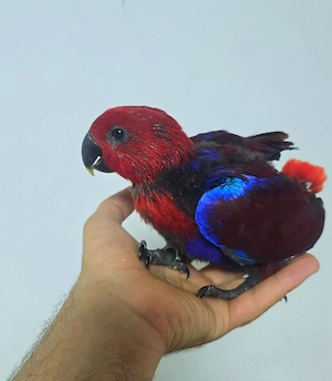 Edelpapagei Baby papagei vogel handzahm 