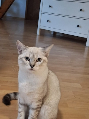Ragdoll mix katze 