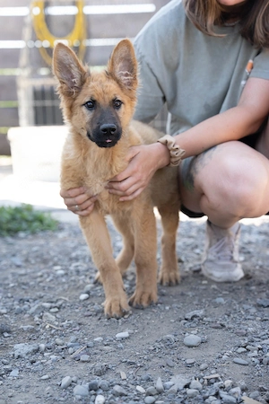 Wunderschöner Schäferhundmischling Balti sucht seine Familie