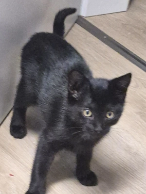 Mischling babykatzen