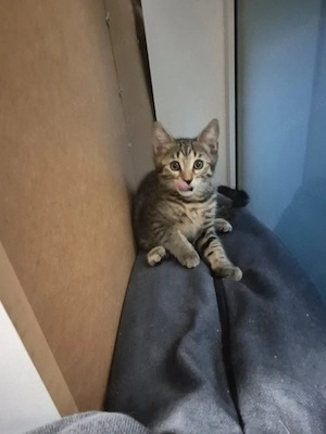 Mischling  Babykazen  Bengal 