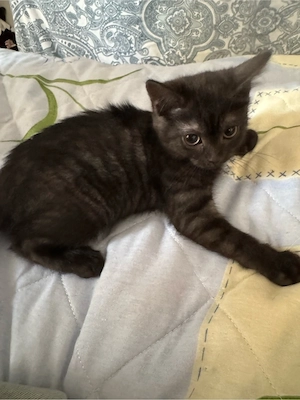 Süße schwarze Kitte sucht liebevolles Zuhause