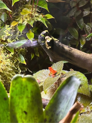 Oophaga pumilio Red Frog Beach