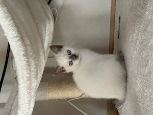 !Letztes!!ab sofort! Wunderschönes BKH-Kitten sucht ein liebevolles Zuhause 