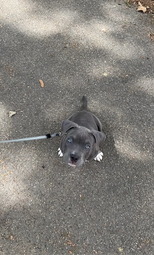 American Pocket Bully Rüde Silver Blue 14 Wochen Mit Ahnentafel Bild 3