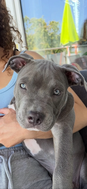 American Pocket Bully Rüde Silver Blue 14 Wochen Mit Ahnentafel Bild 2