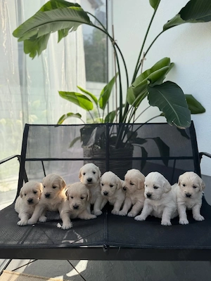Golden Retriever Welpen 