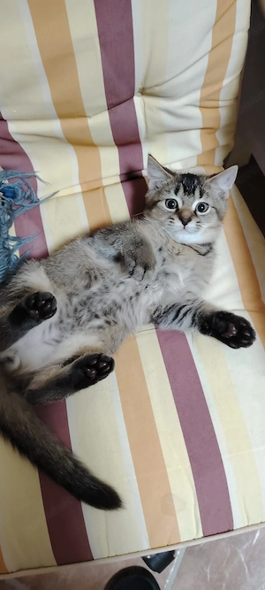 Wunderschöner getigerter Kater sucht ein liebevolles Zuhause!    