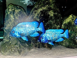 Placidochromis Phenochilus Tanzania Lupingo F1 Jungtiere Malawi