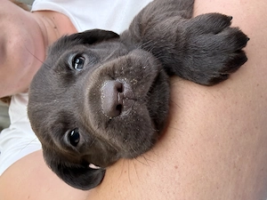 Wunderschöne Labrador Welpen suchen ein liebevolles zuhause 