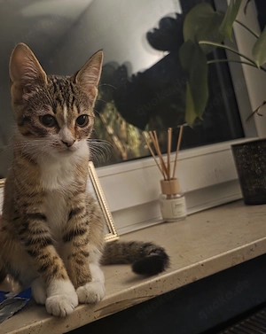 Liebevolles EHK Katzenmädchen sucht ein neues Zuhause 