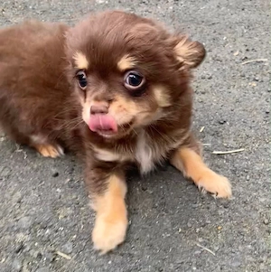 Chihuahua Rüde 11 Wochen alt sucht noch ein Zuhause