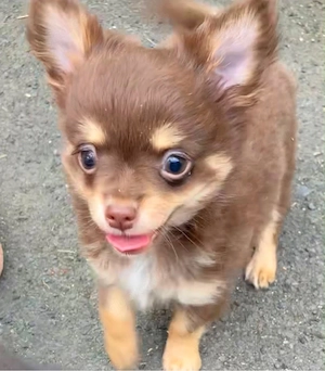 Chihuahua Rüde 11 Wochen alt sucht noch ein Zuhause