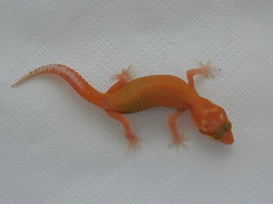 0.1 WY RAPTOR Weibchen | Leopardgecko Weibchen Nachzucht | Eublepharis macularius