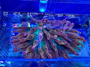 Meerwasser Sunburst Anemone