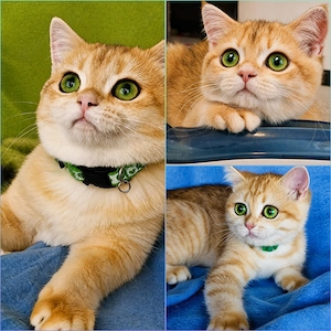 Bkh Kitten mit Stammbaum   Abgabebereit  2 Impfungen und Chip 