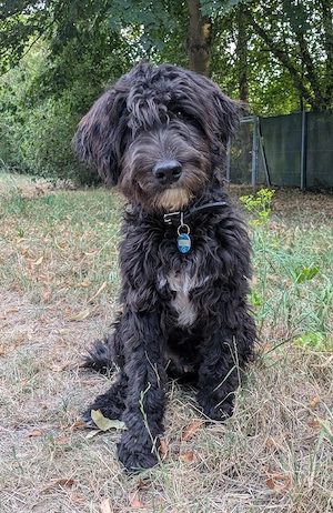 Aussiedoodle-Bub ab sofort 