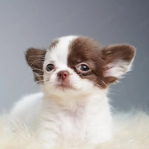 Chihuahua Welpen Langhaar(((((49178_7504492)))))