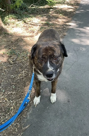 Bambo, z. Zt. in Ungarn, ist ein ganz sympathischer Hund Bild 5