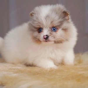   Pomeranian Zwergspitz Welpen  