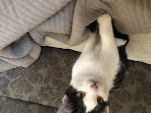 Kitten zum abgeben geboren 15 April 