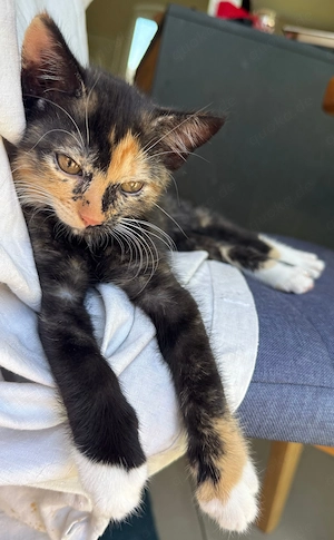 Süßes Katzenbaby: Junges "Glückskätzchen" sucht ein Zuhause