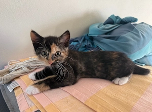 Süßes Katzenbaby: Junges "Glückskätzchen" sucht ein Zuhause