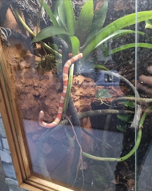 Honduras Milchnatter female albino 