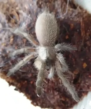 0.1 Monocentropus balfouri 2,5cm KL