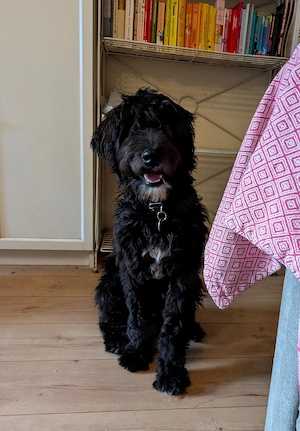 Aussiedoodle-Bub ab sofort 