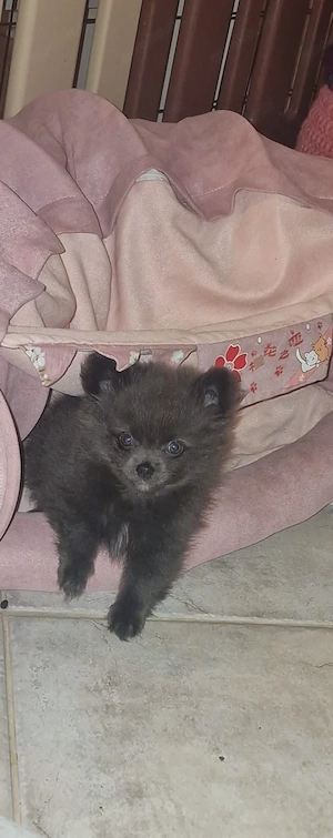 Chihuahua 