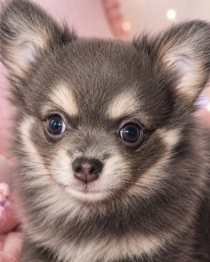 Chihuahua 