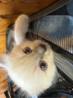 süße, kitten heilige Birma