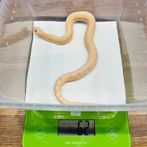 1.0 Heterodon nasicus Pink Panther