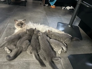 bkh kitten