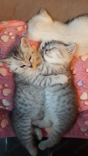Nur noch 3 Kitten frei! BKH British Kurzhaar Silver-, black-tabby ab September abgabebereit   