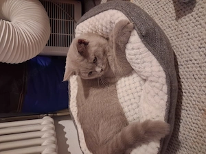 Katerchen sucht ein neues zu hause 