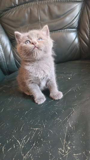 BKH BLH Mix 2 Katerchen sind noch da