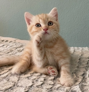 British Kurzhaar Kitten zu verkaufen 