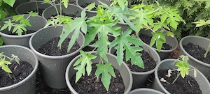 Papaya Pflanzen 