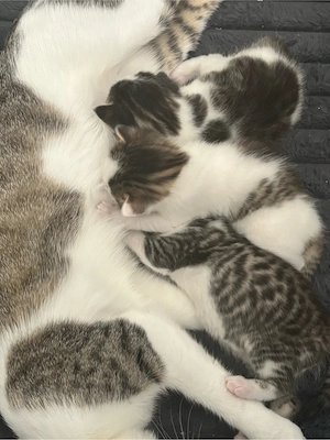 Zwei liebevolle Kater suchen ihr Für-immer-Zuhause 