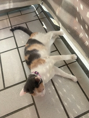 kleine stella sucht neues zuhause 