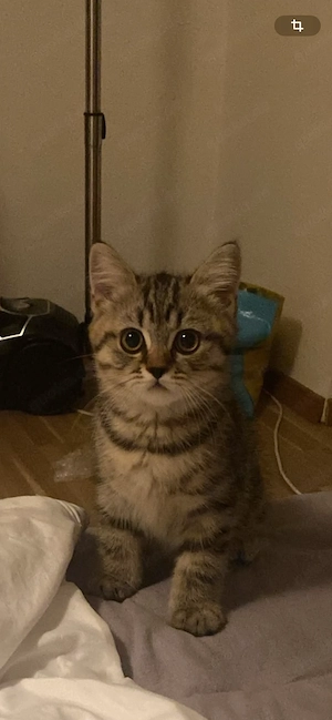British Kurzhaar Kitten zu verkaufen 