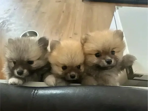 Zwergspitz Pomeranian 