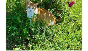 Findus Traumkater sucht sein Paradies