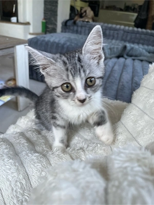 Liebe kleine Maus EHK und Waldkatze 