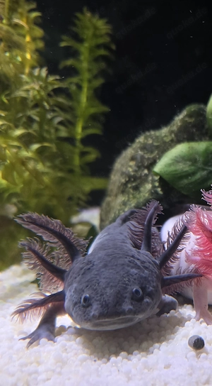 Axolotl in gute Hände abzugeben 