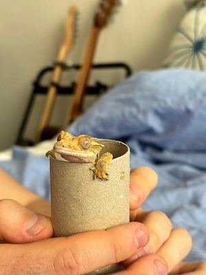 Kronengeko männchen