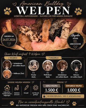 american bully XL Pocket welpen